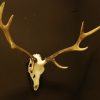 Antlers of a sika deer. Skull.