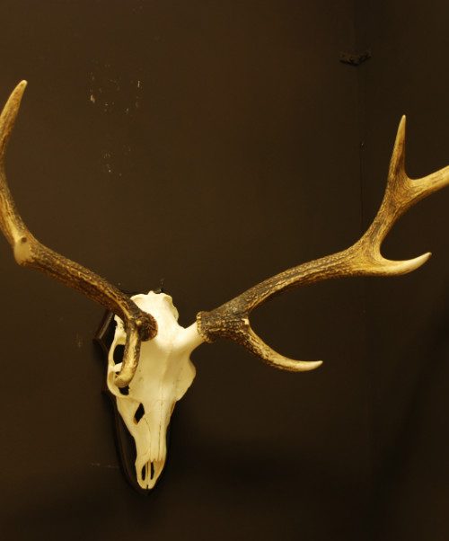 Antlers of a sika deer. Skull.