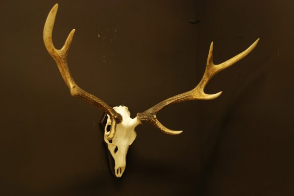 Antlers of a sika deer. Skull.