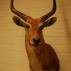 Nice taxidermy head of a Lechwee.