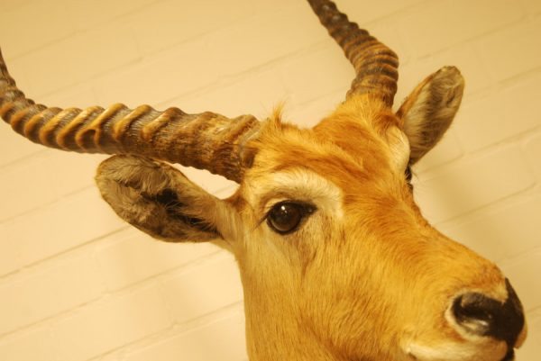 Nice taxidermy head of a Lechwee.