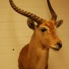 Nice taxidermy head of a Lechwee.