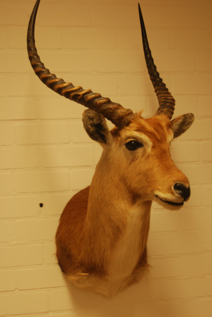 Nice taxidermy head of a Lechwee.