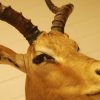 Jachttrofee van een impala. Opgezet dier.