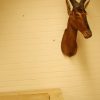 Taxidermy head of a red hartebeest.