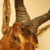 Taxidermy head of a red hartebeest.