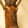 Taxidermy head of a red hartebeest.