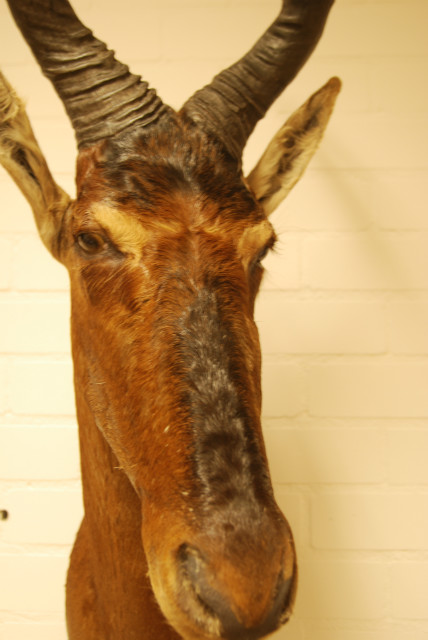 Taxidermy head of a red hartebeest.