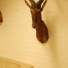 Taxidermy head of a red hartebeest.