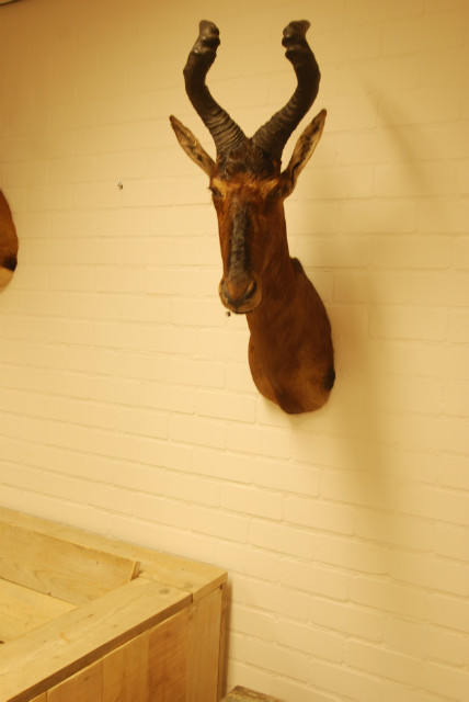 Geprepareerde kop van een rood hartebeest.