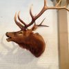 Hughe trophy head of a wapiti.