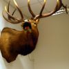 Hughe trophy head of a wapiti.