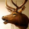 Hughe trophy head of a wapiti.