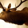 Hughe trophy head of a wapiti.