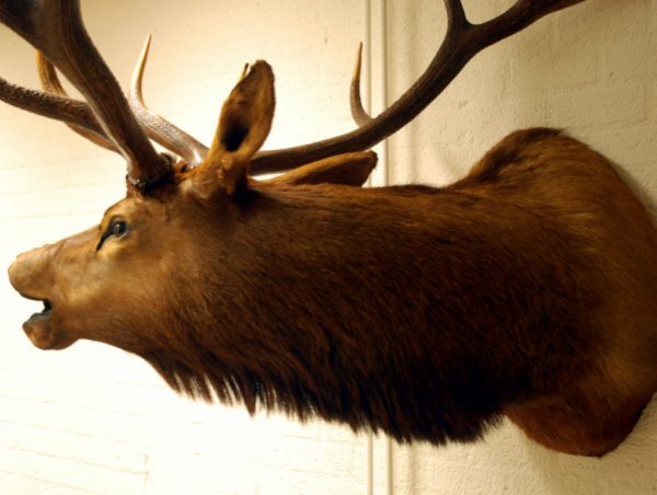 Hughe trophy head of a wapiti.