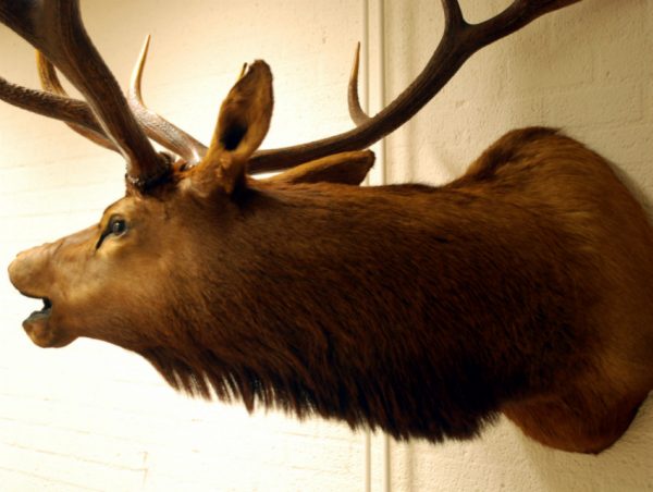 Hughe trophy head of a wapiti.