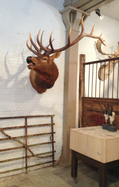 Hughe trophy head of a wapiti.