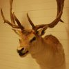 Impressive trophy head of a fallow deer.