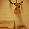 Impressive trophy head of a fallow deer.