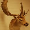 Impressive trophy head of a fallow deer.