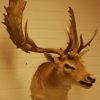 Unique taxidermy white taile deer head