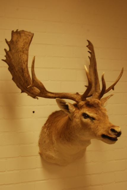 Impressive trophy head of a fallow deer.