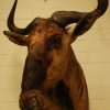 Nice old taxidermy head of a blue wildebeast.