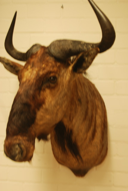 Nice old taxidermy head of a blue wildebeast.