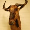 Nice old taxidermy head of a blue wildebeast.