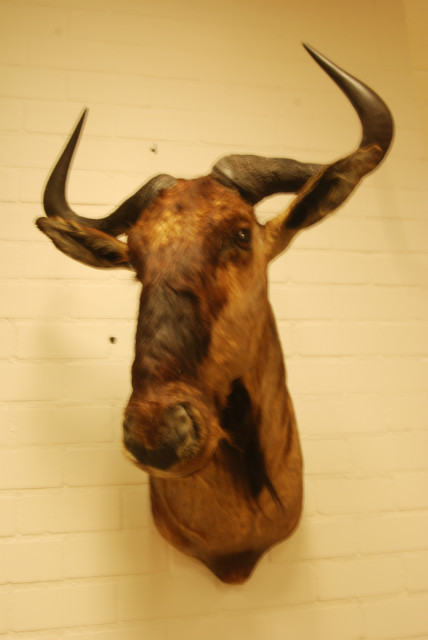 Nice old taxidermy head of a blue wildebeast.