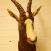 Vintage stuffed head of an oryx.