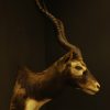 Oude jachttrofee van een Indische antilope.