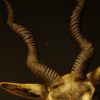 Old trophy head of an Indian antilope.