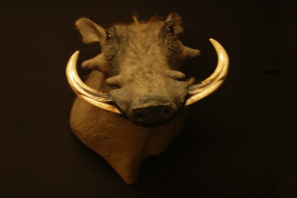 Very nice stuffed head of a hugh warthog.