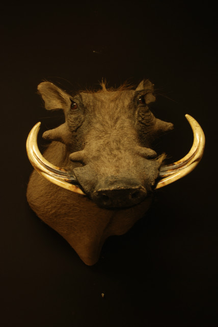 Very nice stuffed head of a hugh warthog.