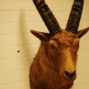 Old classic trophy head of an ibex.