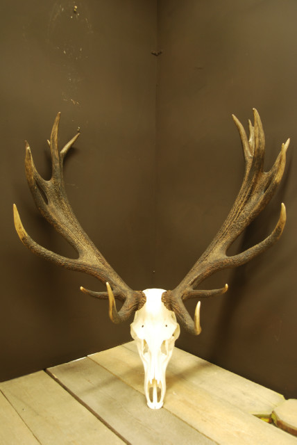 Hughe pair of antlers of a red stag.