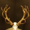 Enormous pair of antlers of a red stag.