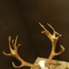 Enormous pair of antlers of a red stag.
