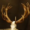 Enormous pair of antlers of a red stag.