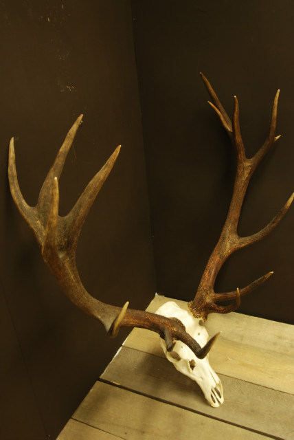 Hugh pair of antlers of a red stag.