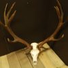 Beautiful natural bleached antlers of a stag