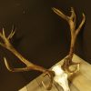 Big,abnormal pair of antlers of a red stag.