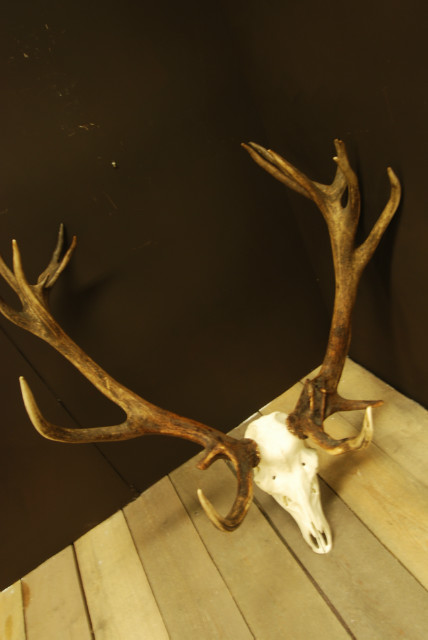 Big,abnormal pair of antlers of a red stag.