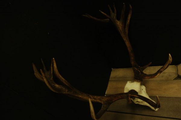 Big,abnormal pair of antlers of a red stag.