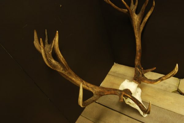 Big,abnormal pair of antlers of a red stag.