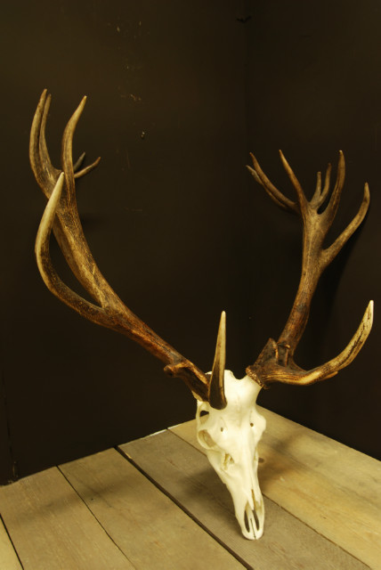 Big,abnormal pair of antlers of a red stag.