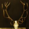 Nice heavy symmetric pair of antlers of a red stag. skull