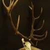 Nice heavy symmetric pair of antlers of a red stag. skull