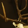 Nice heavy symmetric pair of antlers of a red stag. skull